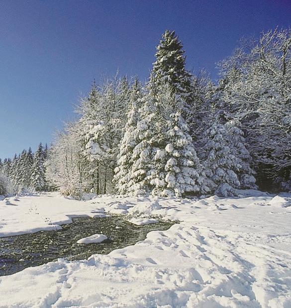 Camping De Binnenvaart Superior Chalet Aan de Wolfsberg Eksteriør billede